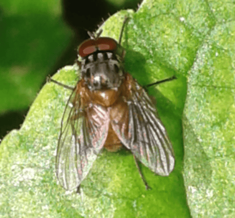 Muscidae : Phaonia sp.? Si, maschio